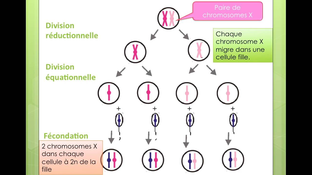 explication origine turner