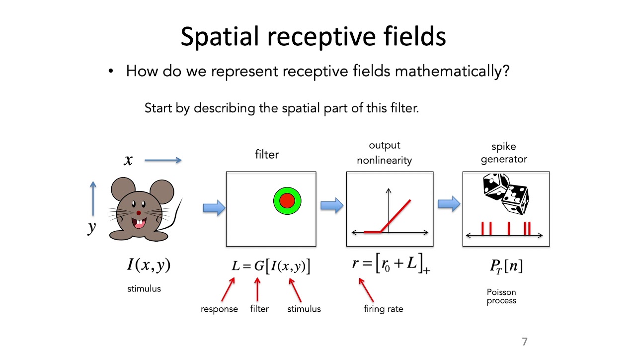 9: Receptive Fields - Intro to Neural Computation