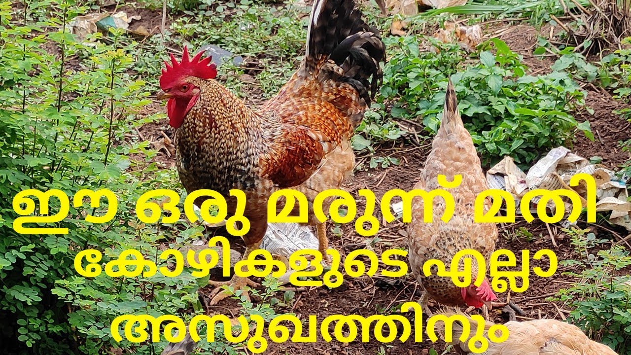 കോഴികളുടെ എല്ലാ രോഗത്തിന് ഉള്ള മരുന്ന് വീട്ടിൽ ഉണ്ടാകാം,kozhi valarthal