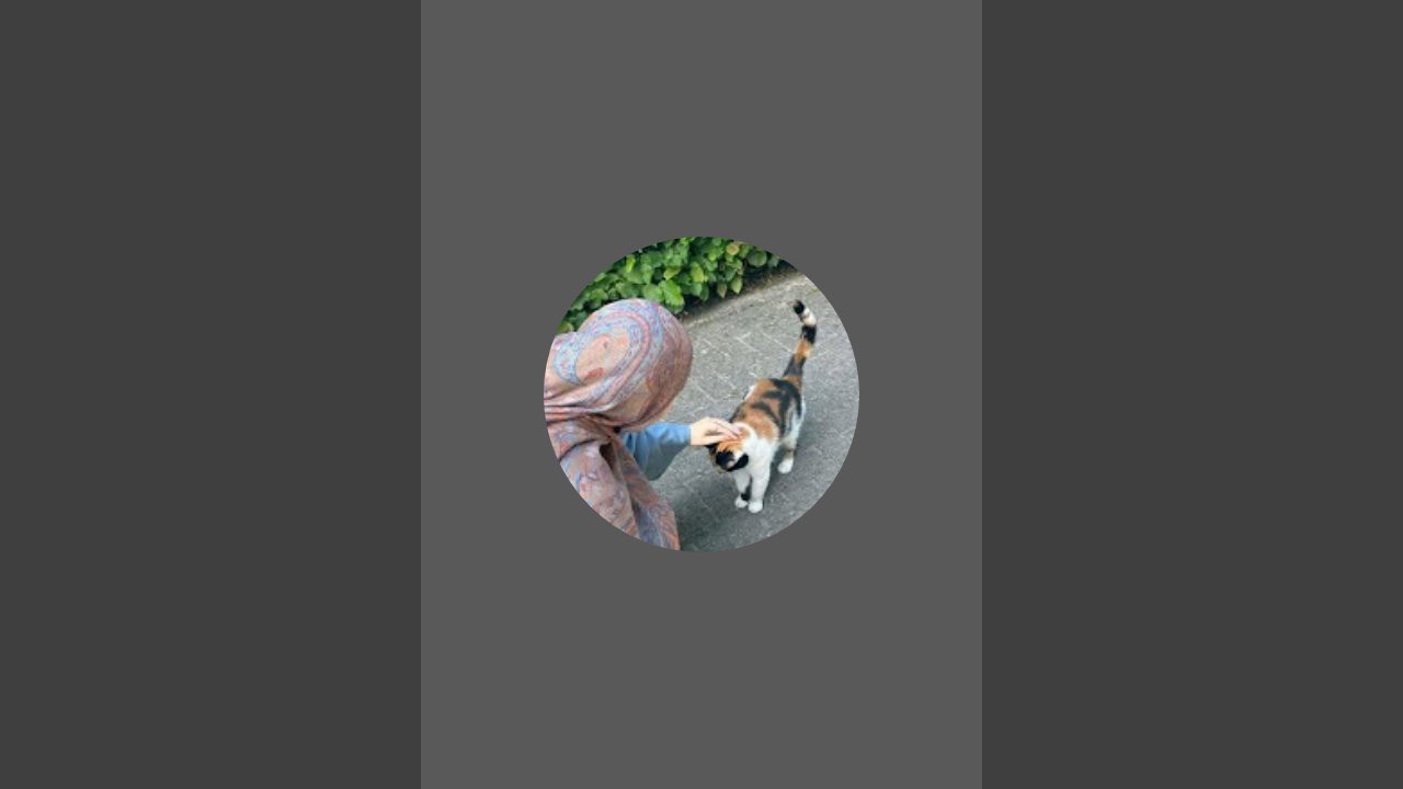 peyari bili meow is live!