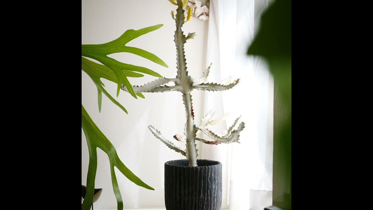 495.陶器鉢に直接植え込むことのメリット、デメリット