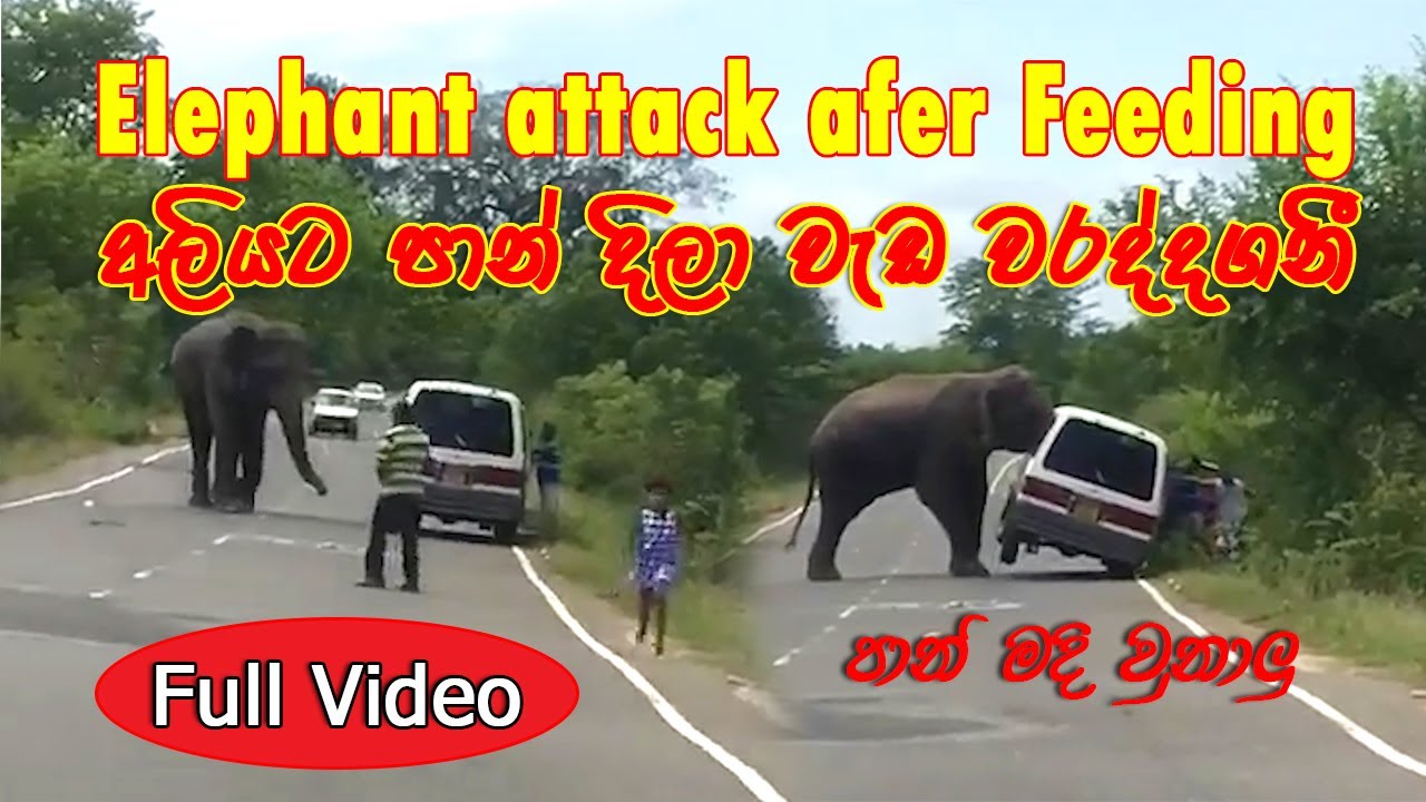 Stupids gave food  destroy car after #elephant-attack