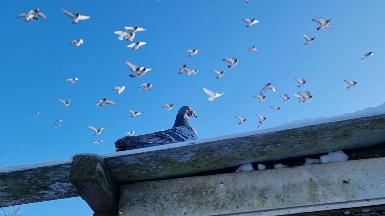 Racing pigeons flying-19°C loft Lithuania 2026-02-01