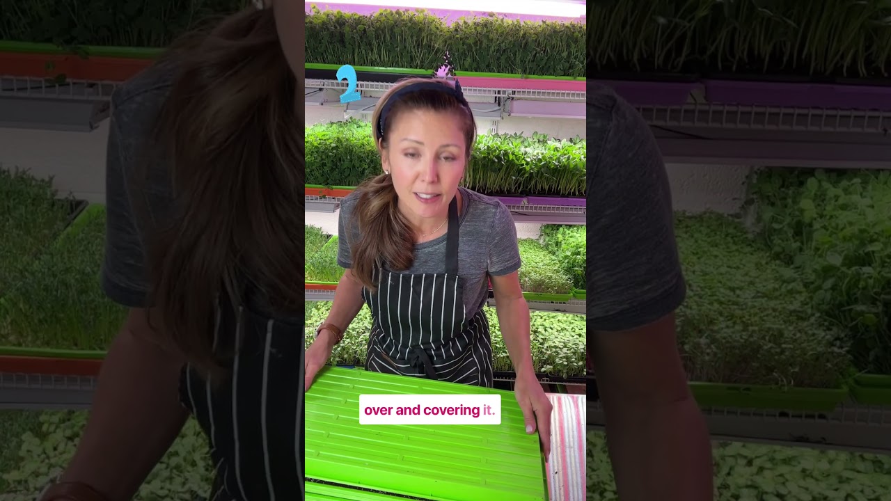 Grow Red Amaranth Microgreens FAST! #microgreens #gardening