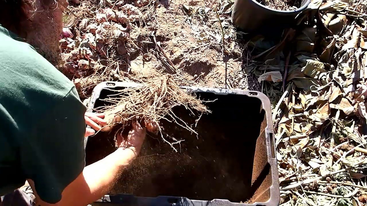 Some Gardening Chores for November
