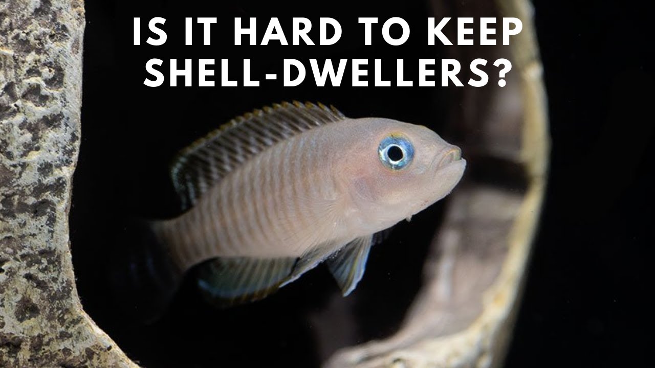 Руководство по уходу и разведению ракушковых рыбок — Neolamprologus Multifasciatus
