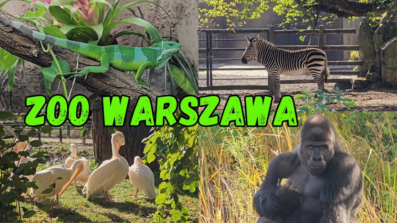 Najciekawsze zwierzęta w ZOO Warszawa! 🐘🦁 Hipopotamy, lwy i więcej