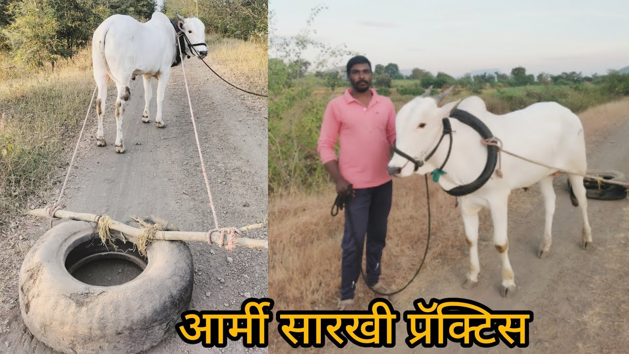 बैलगाडी मालक बैल देत नाहीत तर आम्ही अशी शिकवतो खोंड निसर्गाची नाळ