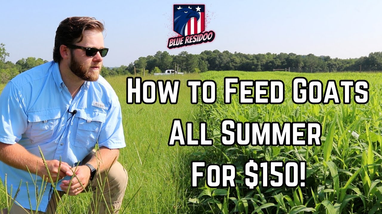 How I Feed My Goats All Summer for $150 | Rotational Grazing