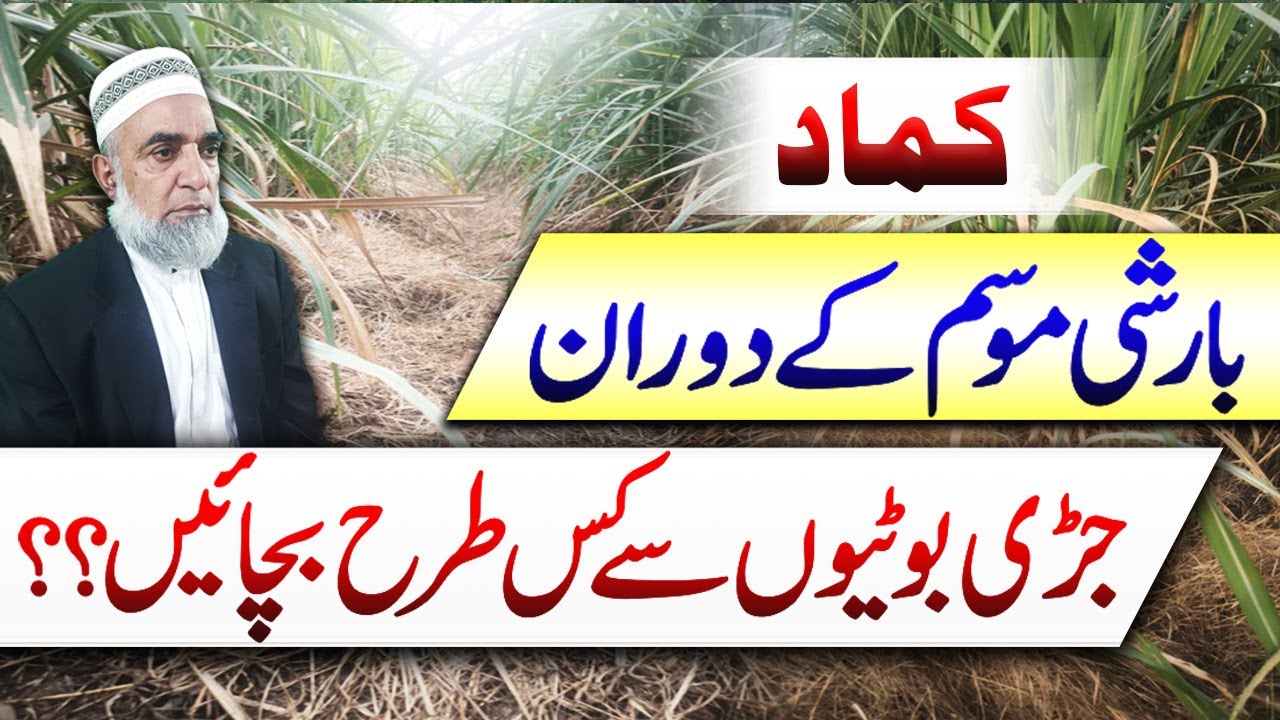 How to control weeds from Sugarcane during Rain season || Crop Reformer