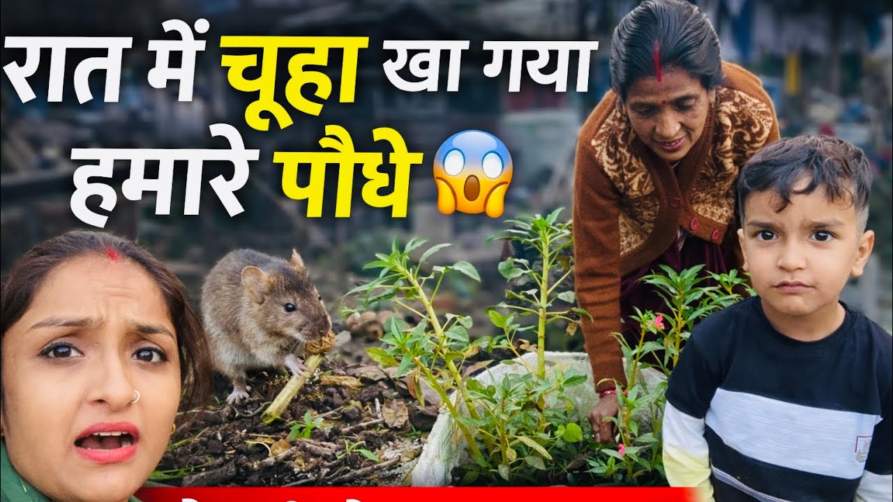 “रात में चूहा खा गया हमारे पौधे 😱🌱” Ab Kya hoga🥹