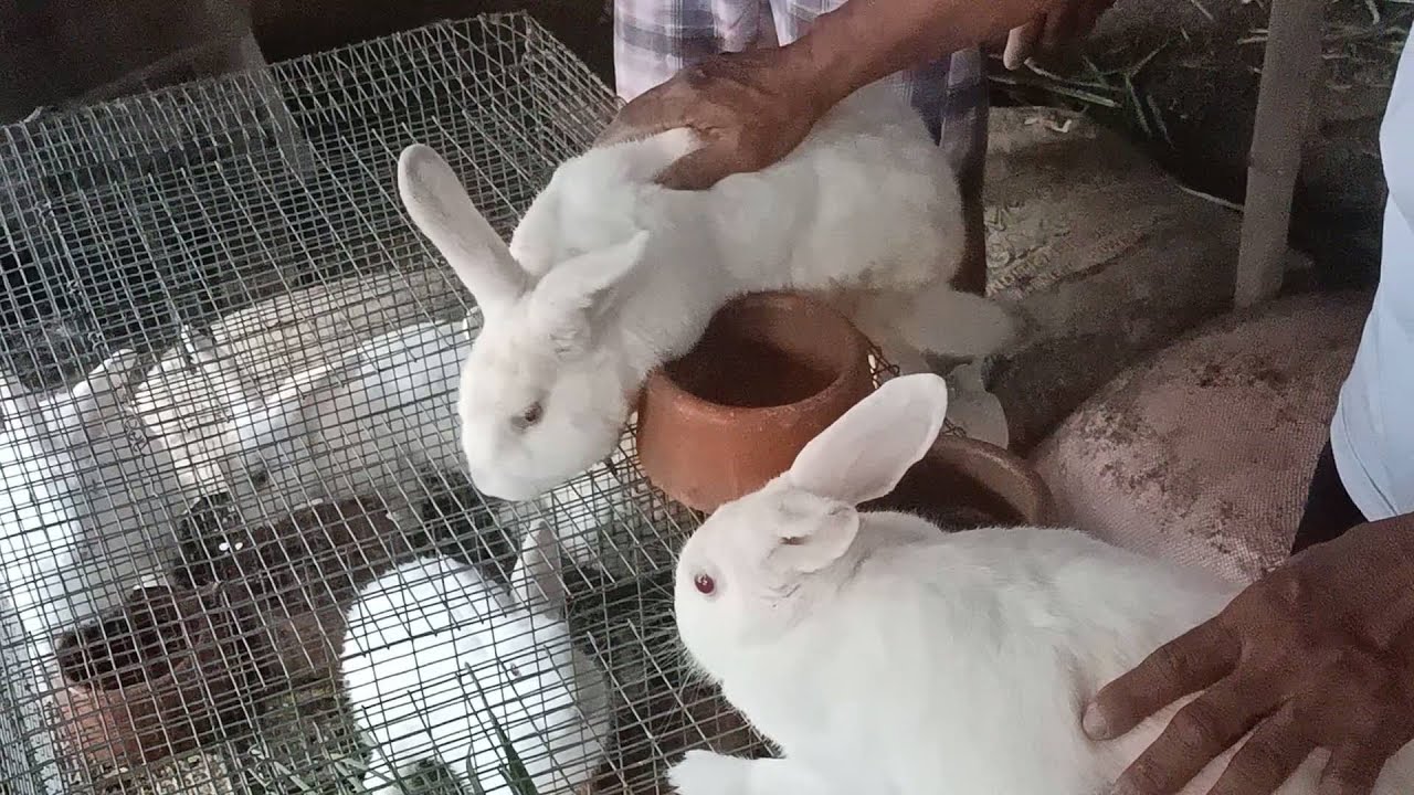 MAGKANO KAYA ANG F1 NEW ZEALAND WHITE RABBIT? MAGAALAGA NA BA AKO NG RABBIT?
