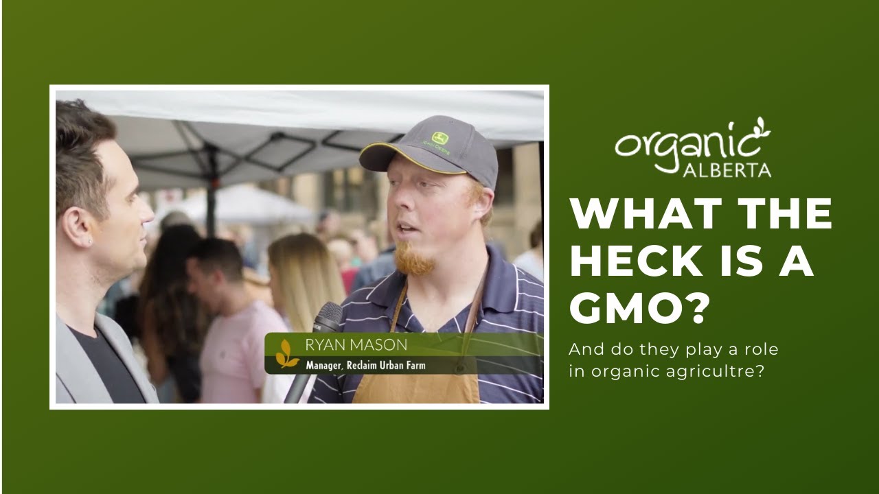 What the heck is a GMO?