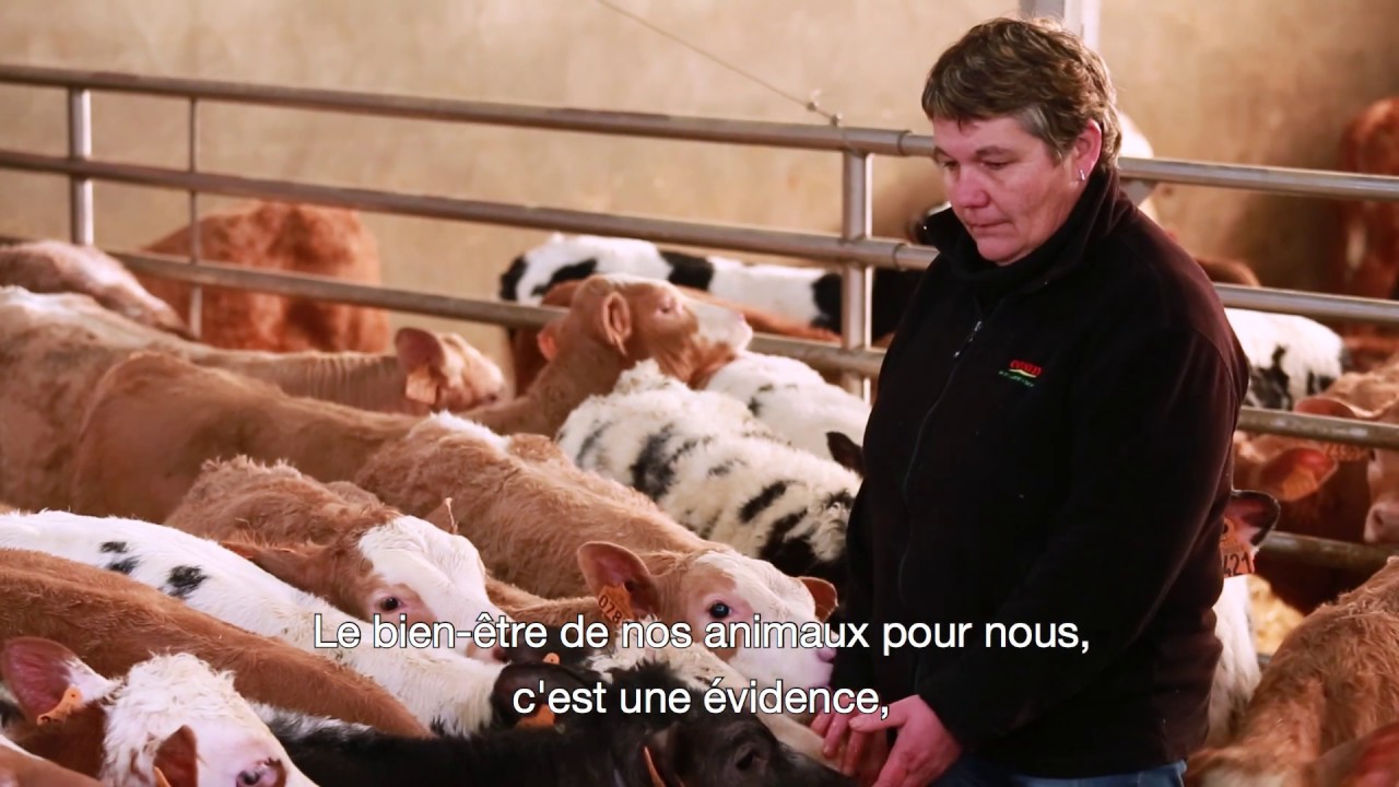 LE VEAU DE NOS ÉLEVEURS : Tout l'art d'une viande tendre et savoureuse
