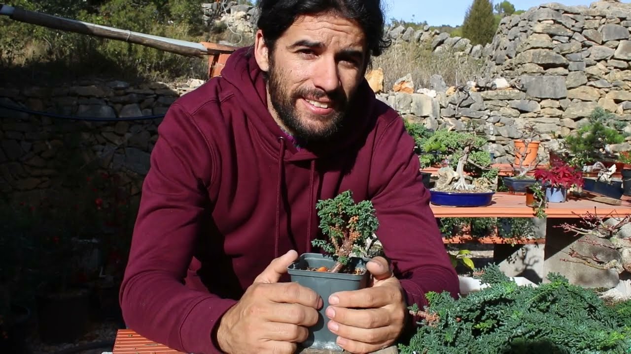 Poda y formación de Sekka hinoki