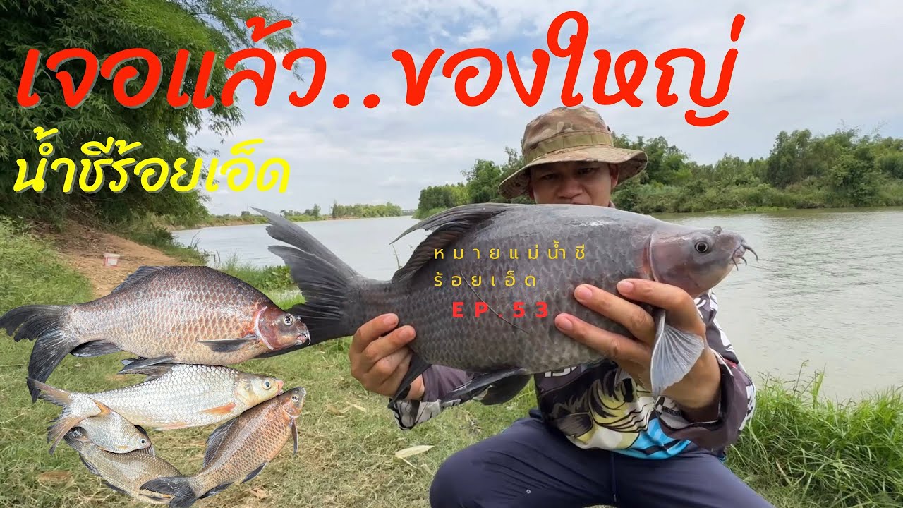 EP.53 เจอแล้วปลากาดำไซค์ใหญ่แม่น้ำชี #หมอปลากด #หมายแม่น้ำชี