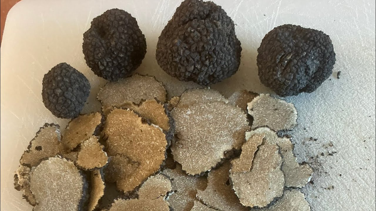 Truffes d été , une session cavage , une première pour moi 👍👍