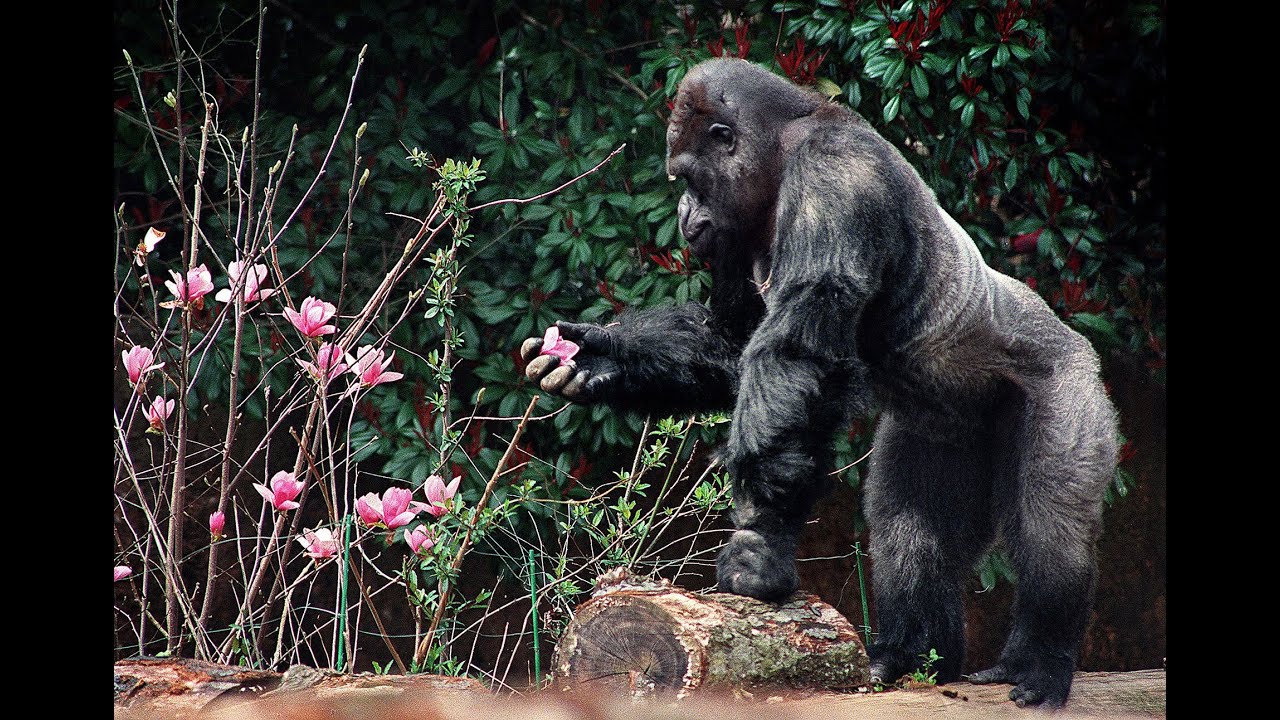 Ivan the beloved gorilla