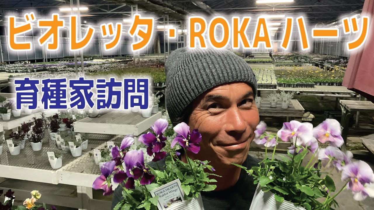 人気沸騰中&rdquo;ビオレッタ＆ROKAハーツ&rdquo;生産者訪問、フラワーハーツ八ヶ岳さん取材に行ってきました。