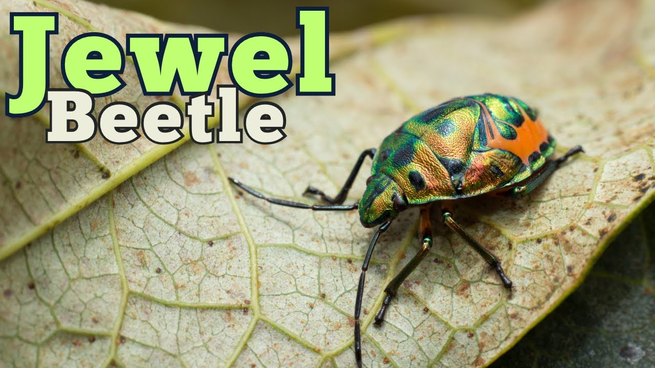 The Iridescent Jewel Beetles