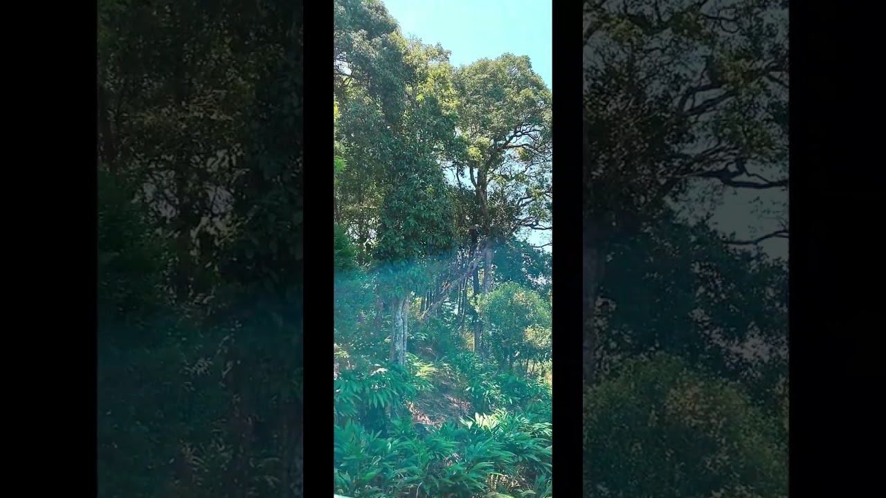 Growing a Greener World: The Tree Planting Movement #trees