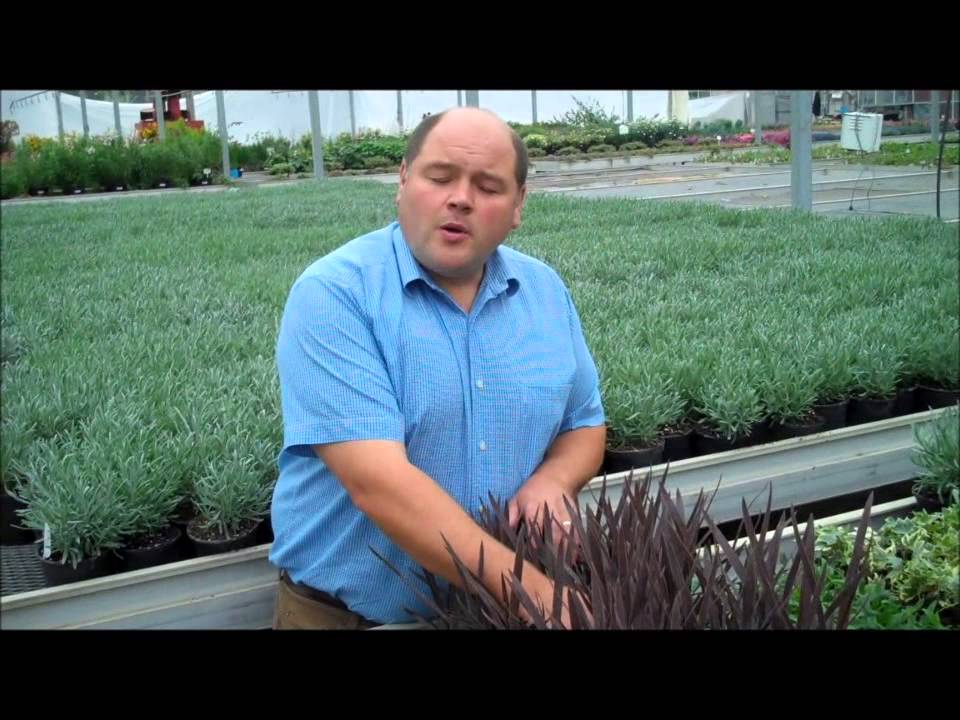 Hargreaves Plants Ornamental Nursery