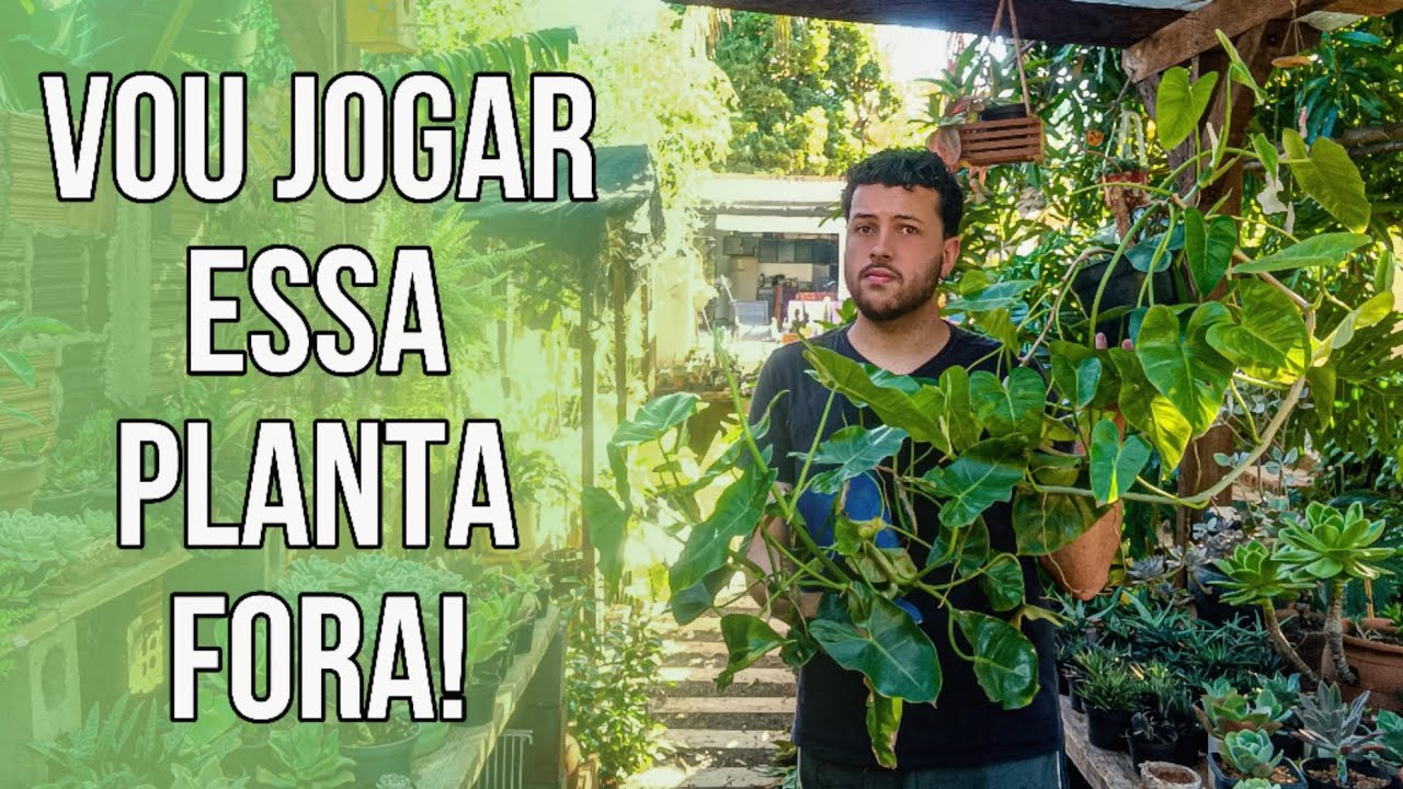 Essa planta parece uma praga