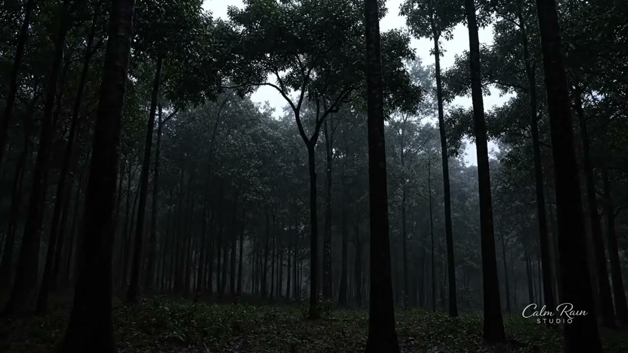 DEEP FOREST RAIN 🌧️ Heavy Night Rainfall & Gentle Thunder (3 Hours to Sleep)