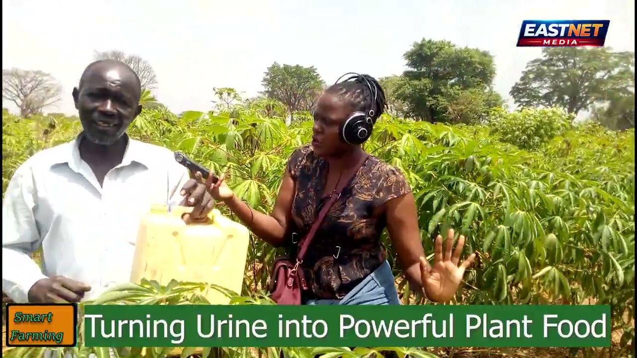 Urine to Gold: How Human & Animal Urine is turned into powerful plant food