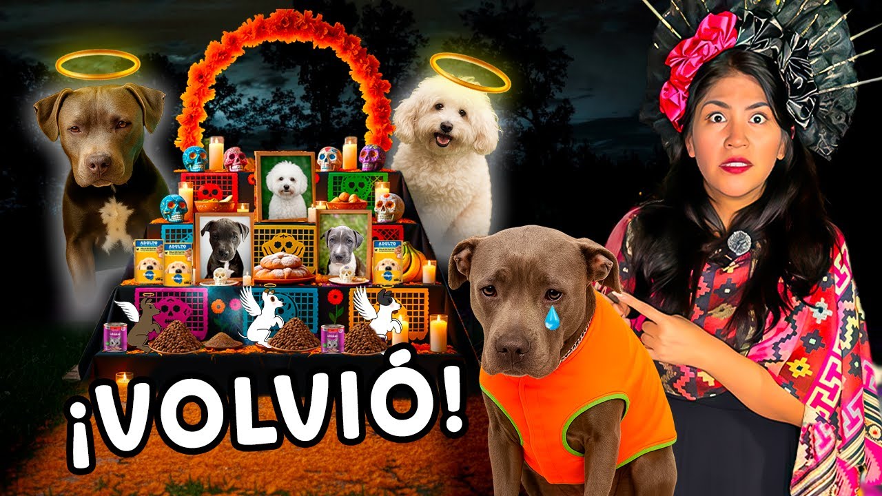 02- 🌼 Cari Regres&oacute; a MI CASA! 🐾 OSITA VISITA a OSO💔  &iexcl;Altar para mis PERRITOS! 🐶 |TERROR MERLIN