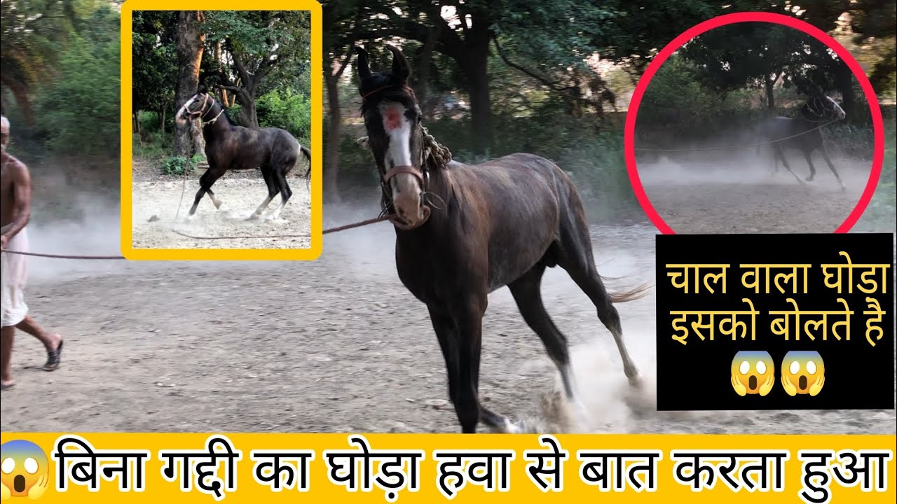 😱😱 बिना गद्दी का घोड़ा चाल 35 पल्स मै है 😱🥰 चाल देखने लायक है 🥰 घोड़े के पीछे न जाए ऐसा गलती नहीं