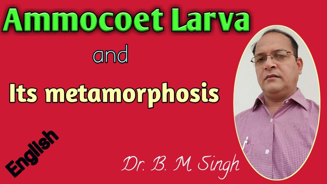 Ammocoet larva