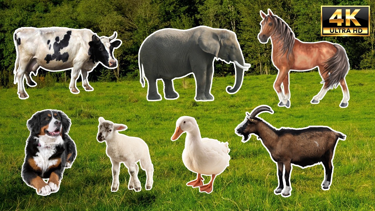 The Ultimate 100 Animal Sounds Collection 🙀🙀 | 4K HDR (No Talking)