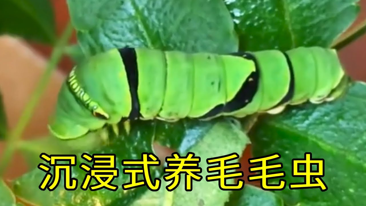 沉浸式养毛毛虫，观察毛毛虫变蝴蝶的过程，太像开盲盒了，好治愈~