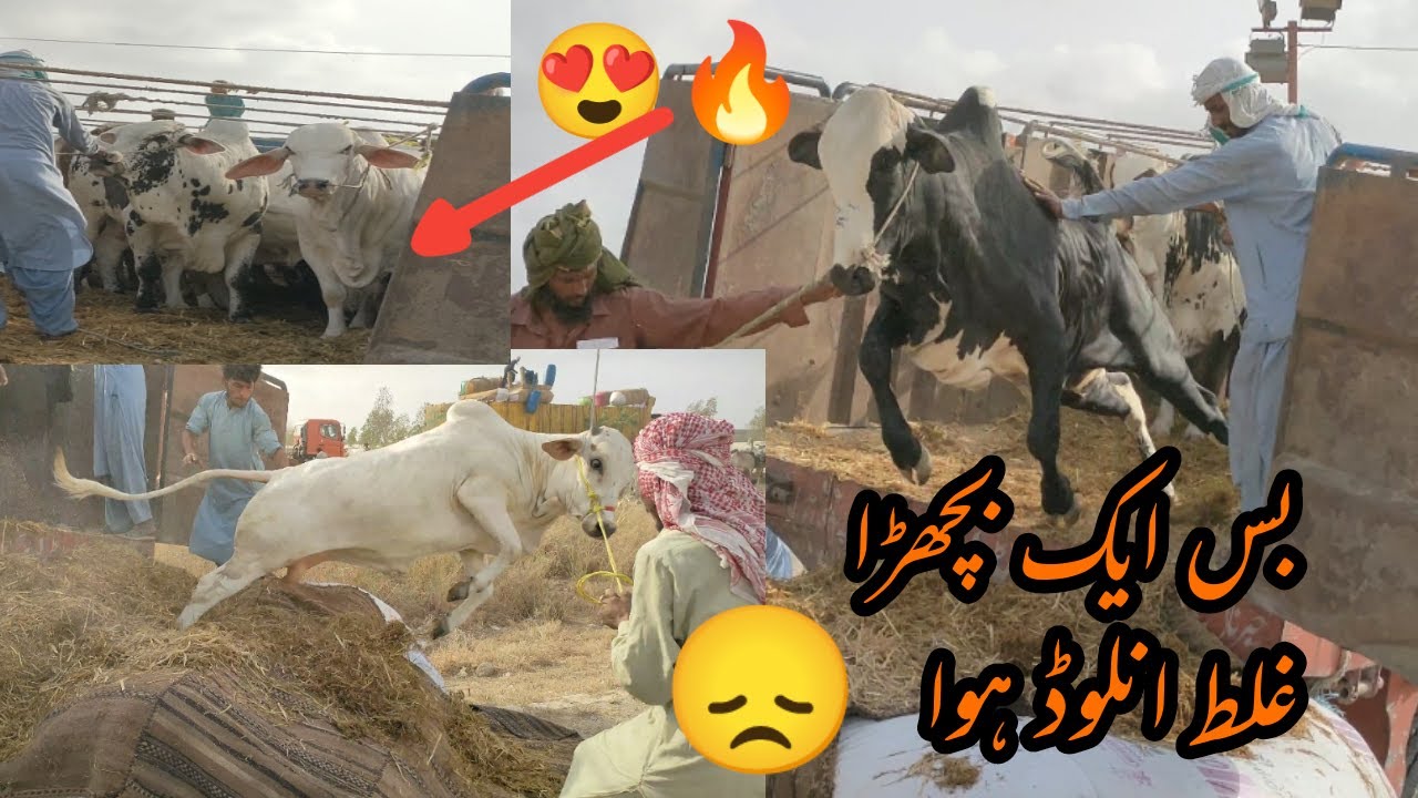 Khubsoorat Bachron Ki Khubsoorat Unloading 😍 Masha Allah Maza Agaya ❤️ | AR Maani