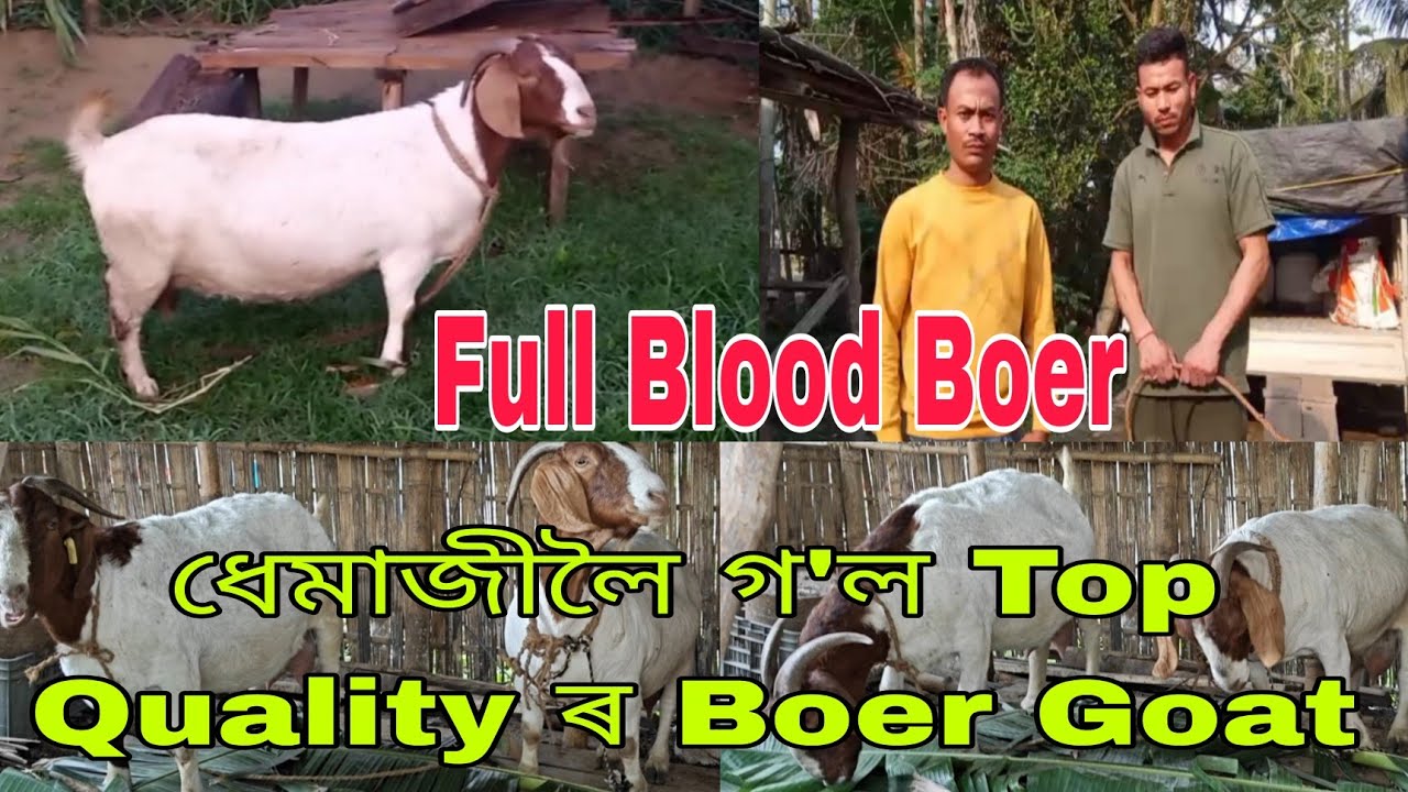 ধেমাজীলৈ গ'ল Top Quality ৰ Boer Goat (Goat Farming in Assam)7002283104