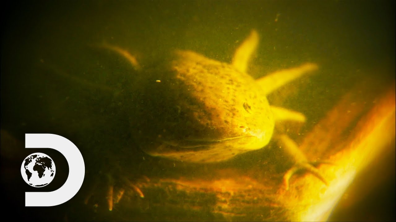 Nick Catches An Incredible Axolotl | Nick Baker's Weird Creatures