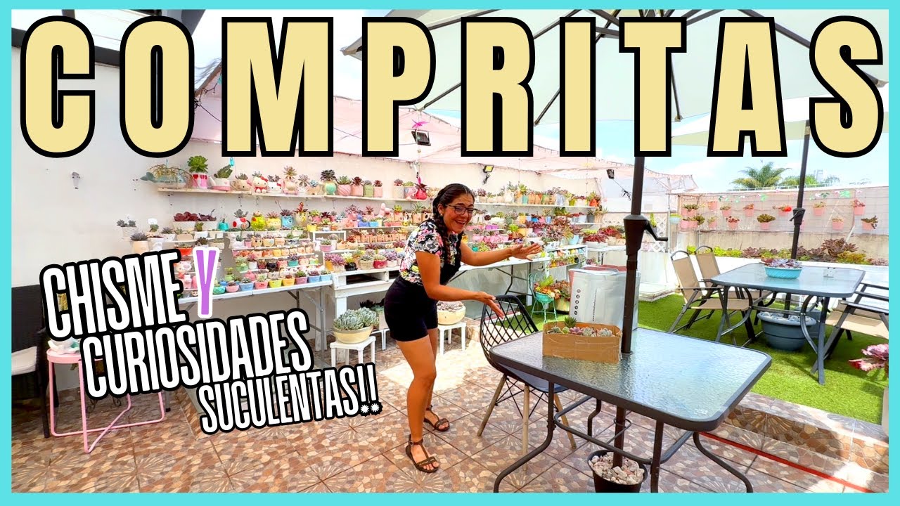 COMPRITAS | SUCULENTAS Y MACETAS HERMOSAS CON CHISME |
