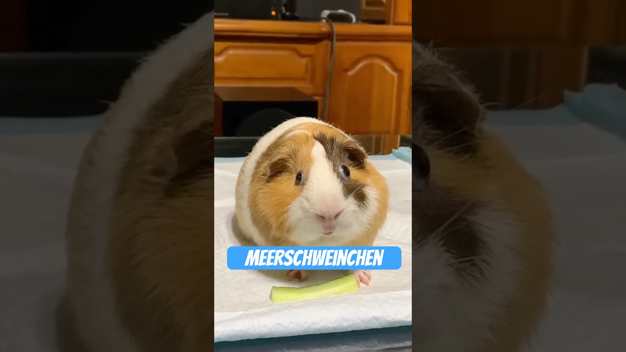 Das Meerschweinchen &ndash; Flausch mit Drama-Attit&uuml;de