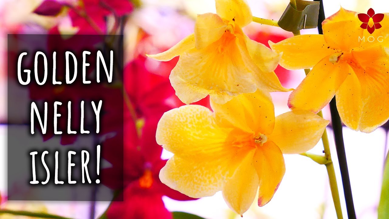 I found the most beautiful Orchid in the WORLD! 🌎😍