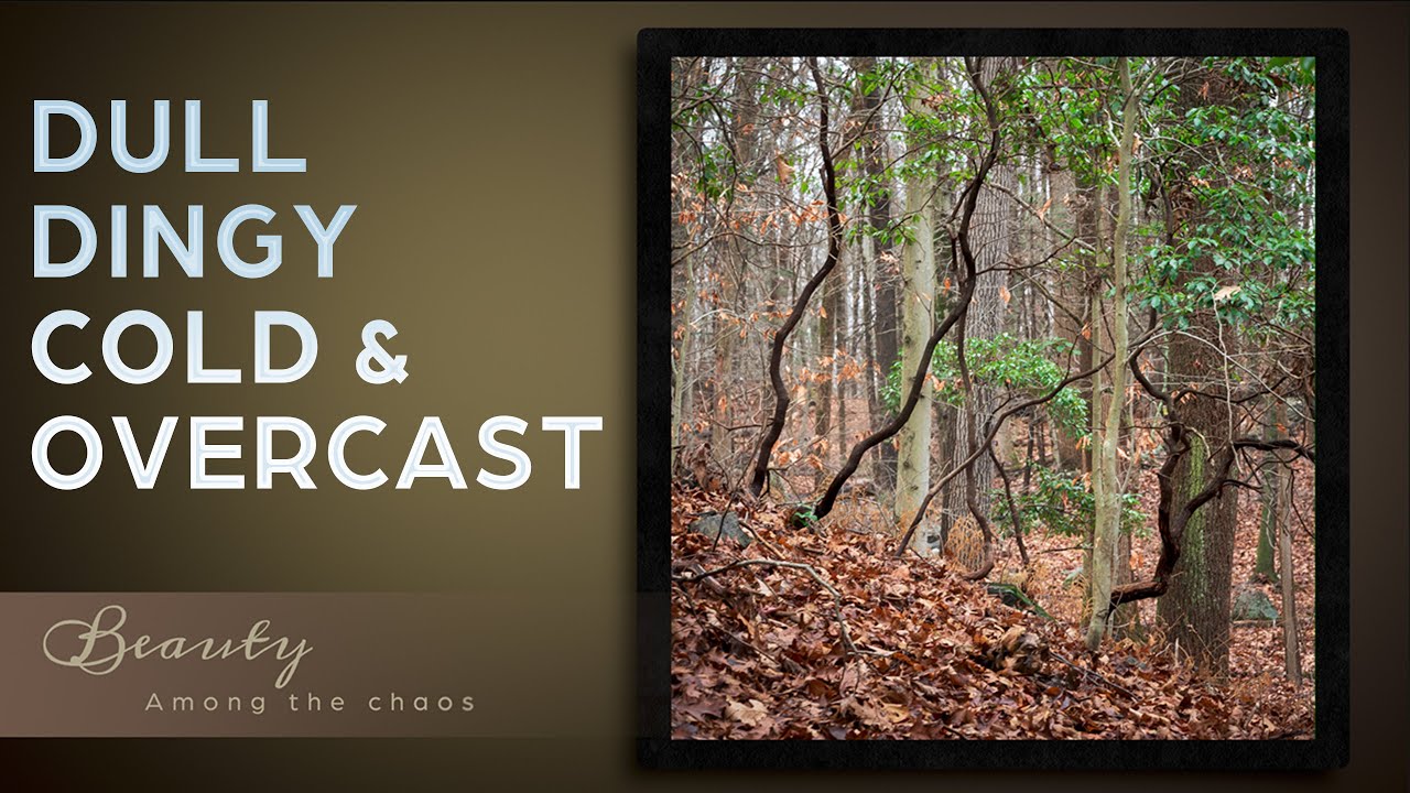 Handheld Woodland Photography Hike