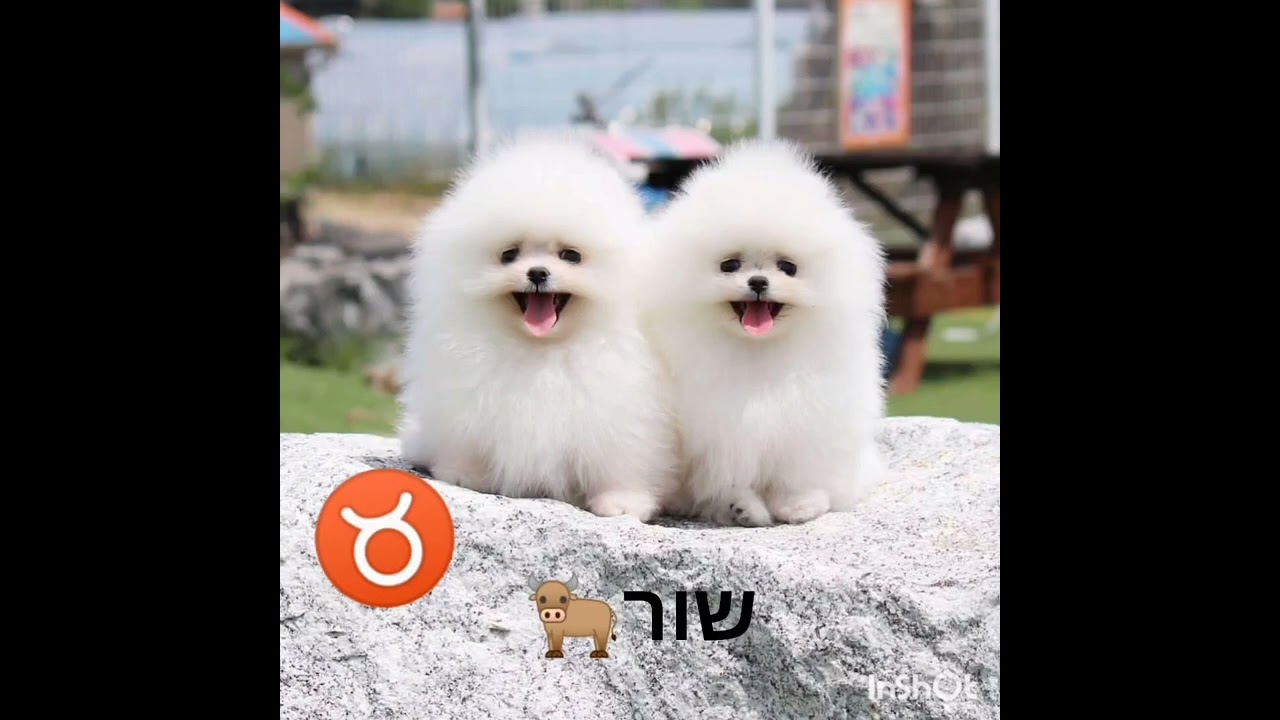 כלבים של מזלות🐶