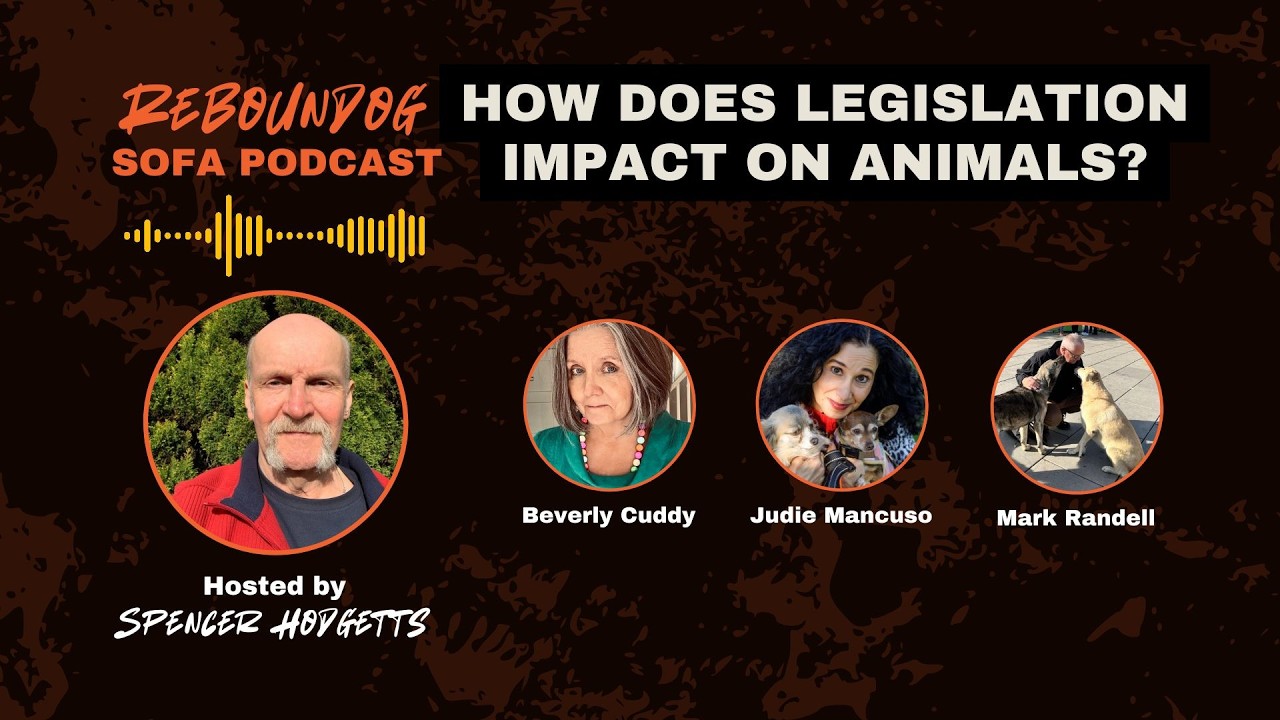 How does legislation impact on animals?