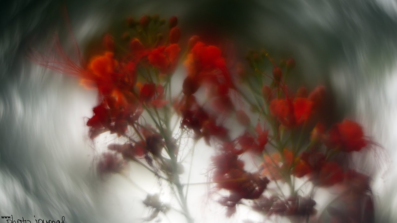 Extreme Swirly Bokeh Modified Helios 44-2 58mm f/2