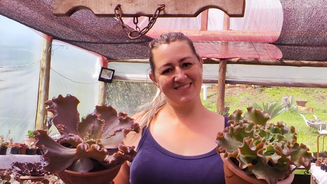 Echeverias Recuperadas e Lindas 🌸 | Minha Bancada em Transformação.  @JoBelaFlor 