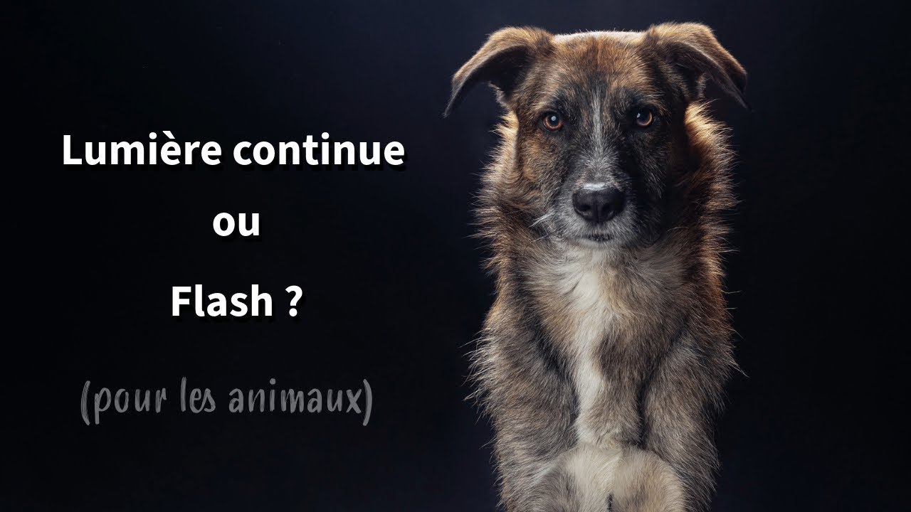 J’ai testé flash et lumière continue en studio : Voici les résultats !