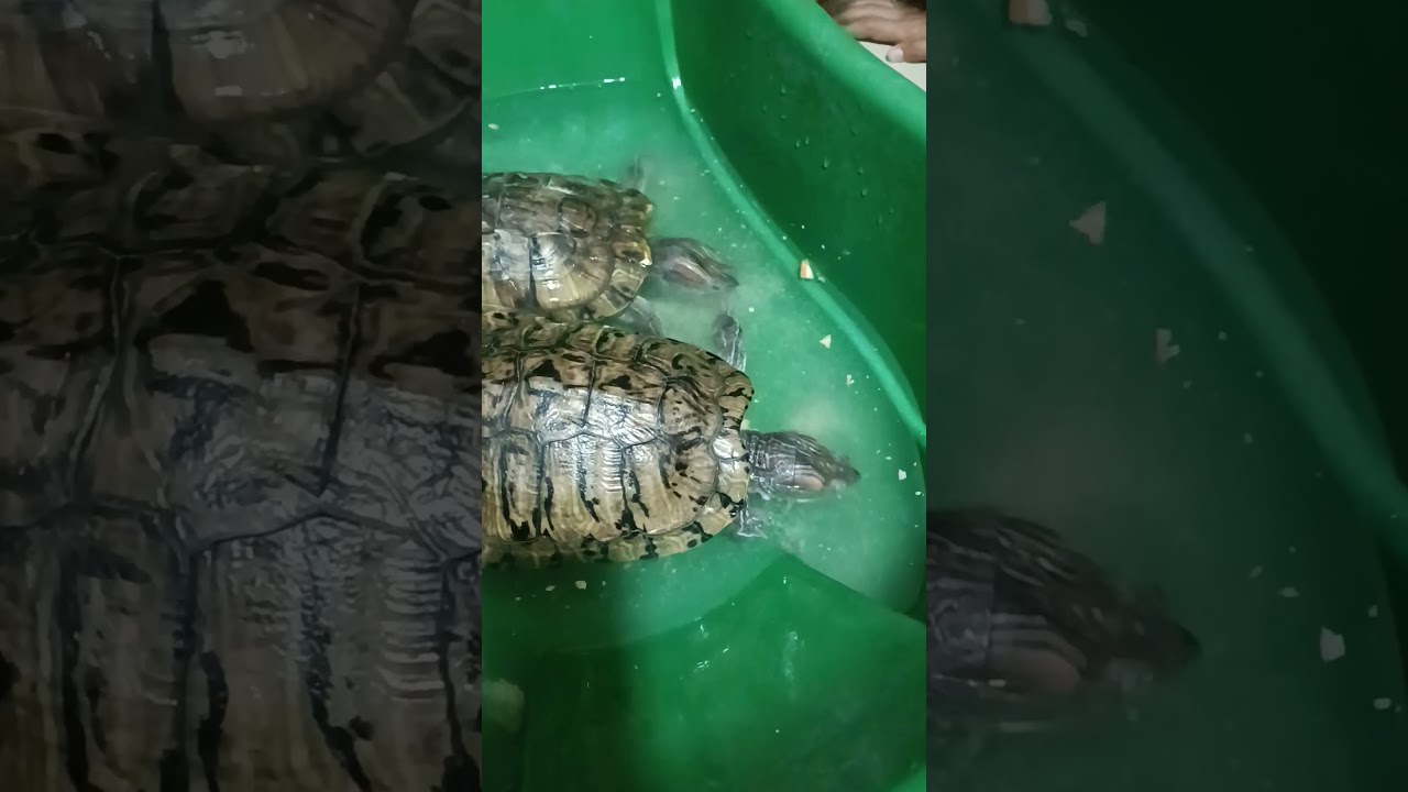 mittu twins brother कछुआ 🐢🐢