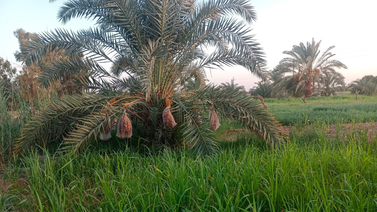 فدان ونص  اراضي صندوق السعر 750الف الوادي الجديد مدينه الخارجه للتواصل 01220251498