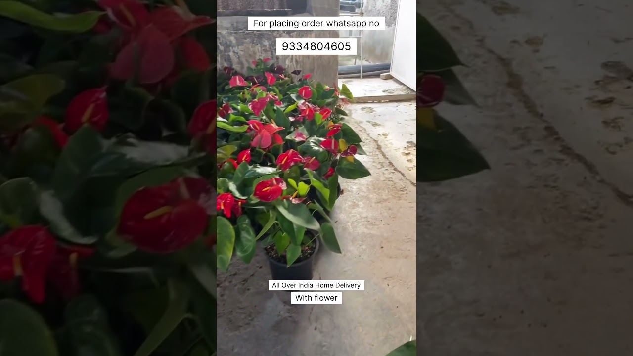 New Imported Anthurium Stock Are Available 🪴 #anthurium #plant #gardening #flowers