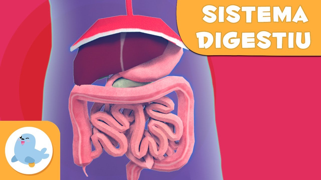 El sistema digestiu per a nens en catal&agrave; | El cos hum&agrave; per a nens